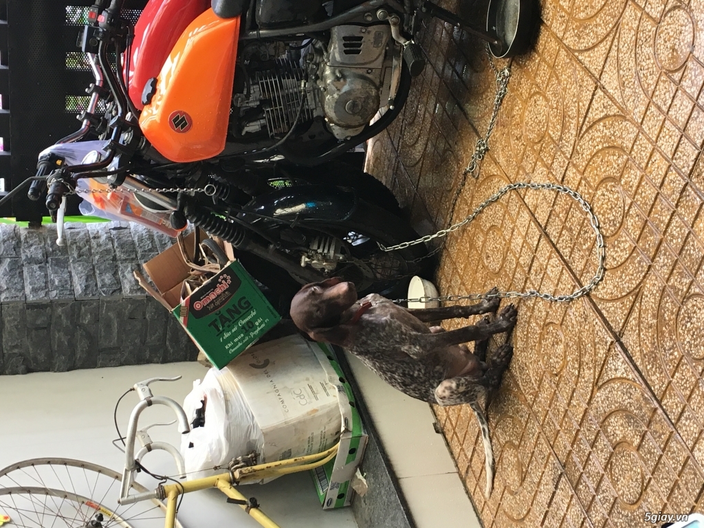 Bán chó săn gấu mèo lam xách tay - 1