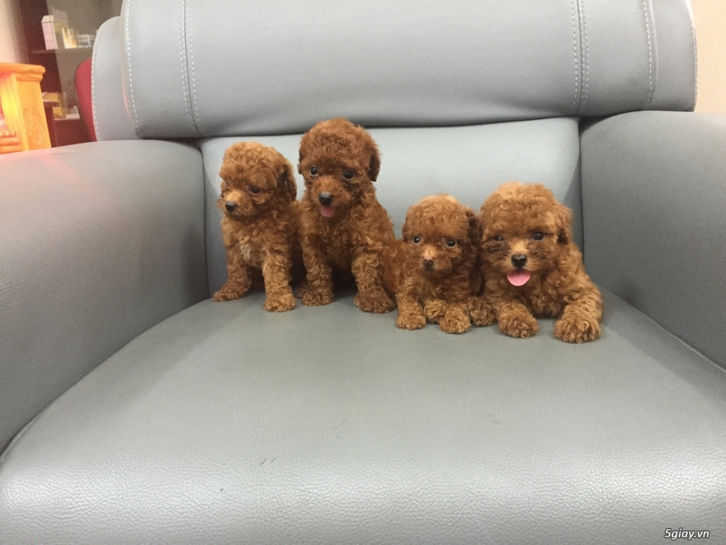 Bầy Tiny Poodle nâu đỏ đậm nhỏ xíu xiu. - 4