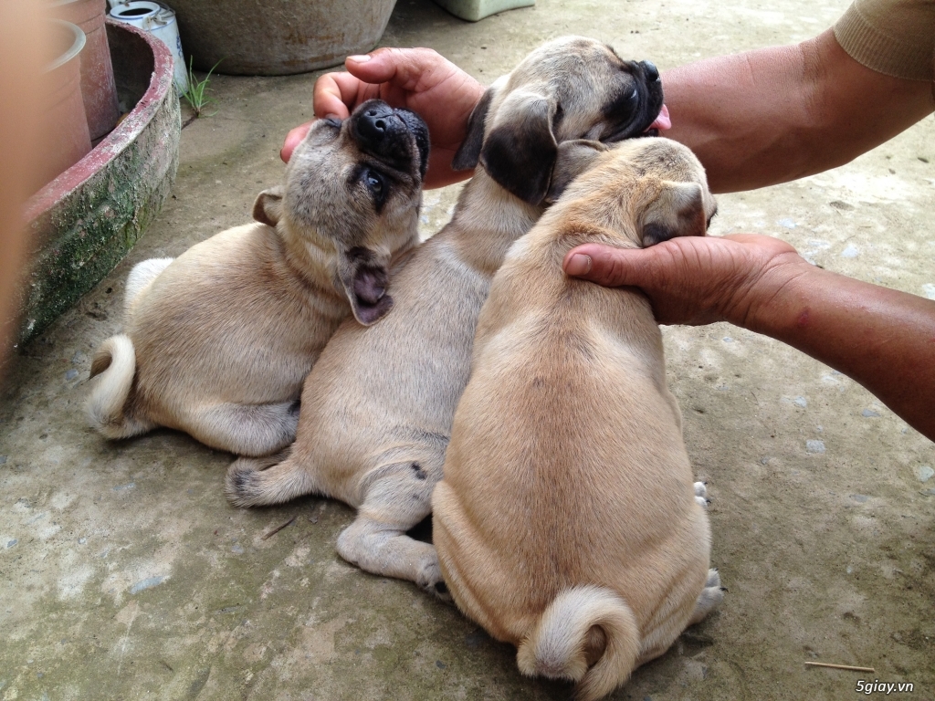 ĐÀN PUG XINH THUẦN CHỦNG TÌM CHỦ YÊU THƯƠNG - 1
