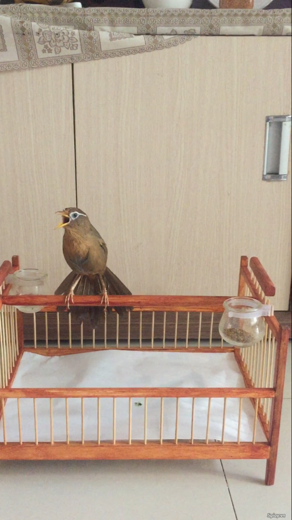 Hộc thuần ép bổi, khay đứng cho chim non - 6