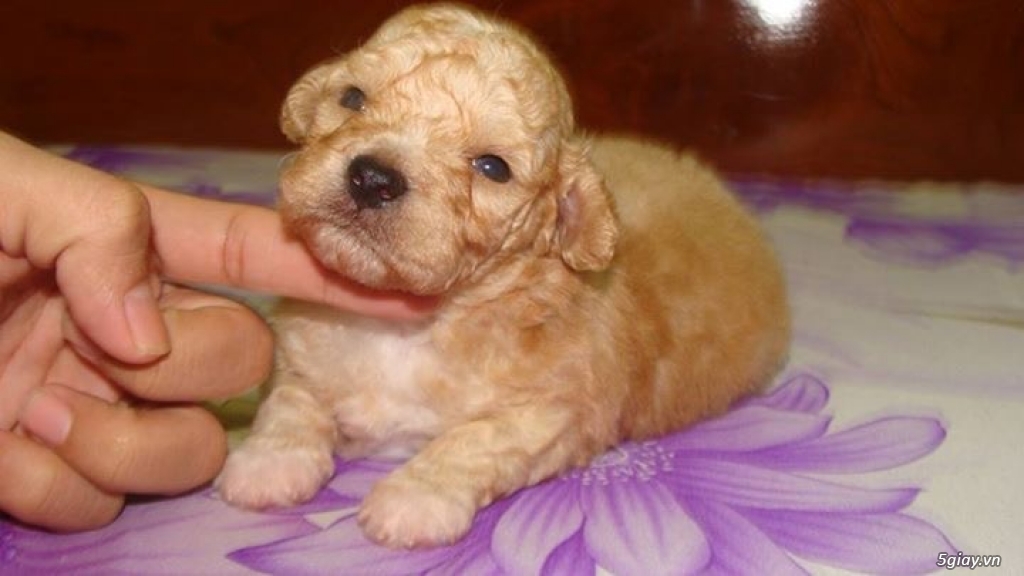 Bán chó poodle đực (có giấy vka)