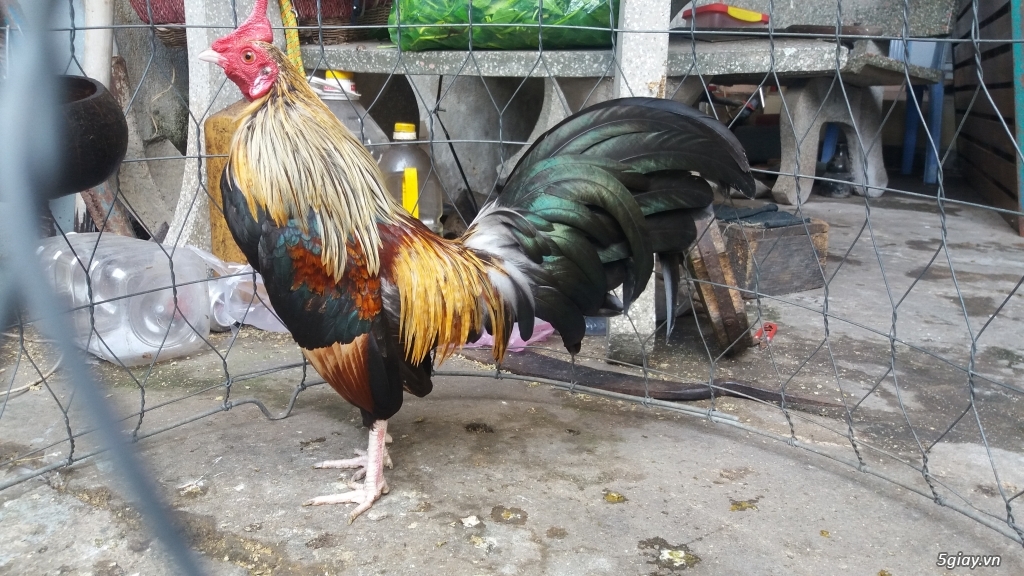 TP.HCM - Nhơn Trạch Bán gà tre lai (NEW) - Gà cựa - Gà đòn bổn (Giá Rẻ ) - 4