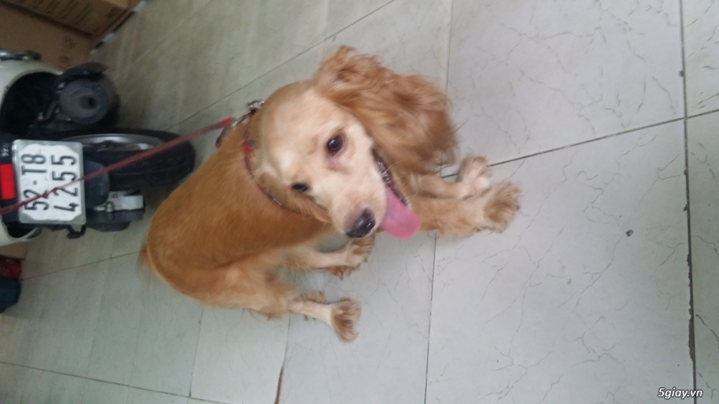 Cooker 1 năm tuổi tìm chủ.