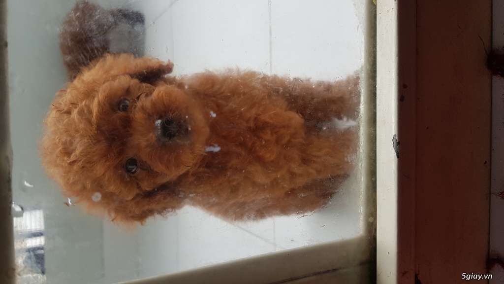 Bán đàn poodle tiny chó nhà đẻ cực xinh.4 cái 2 đực - 3