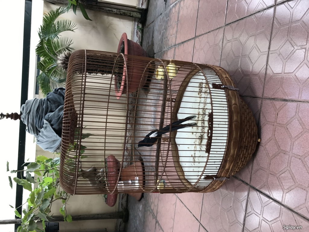 Thanh lý chim choè lửa và lồng giá rẻ - 2