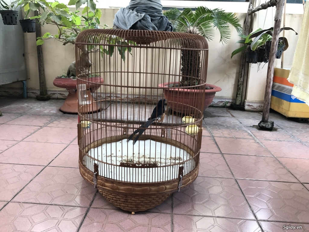Thanh lý chim choè lửa và lồng giá rẻ - 1