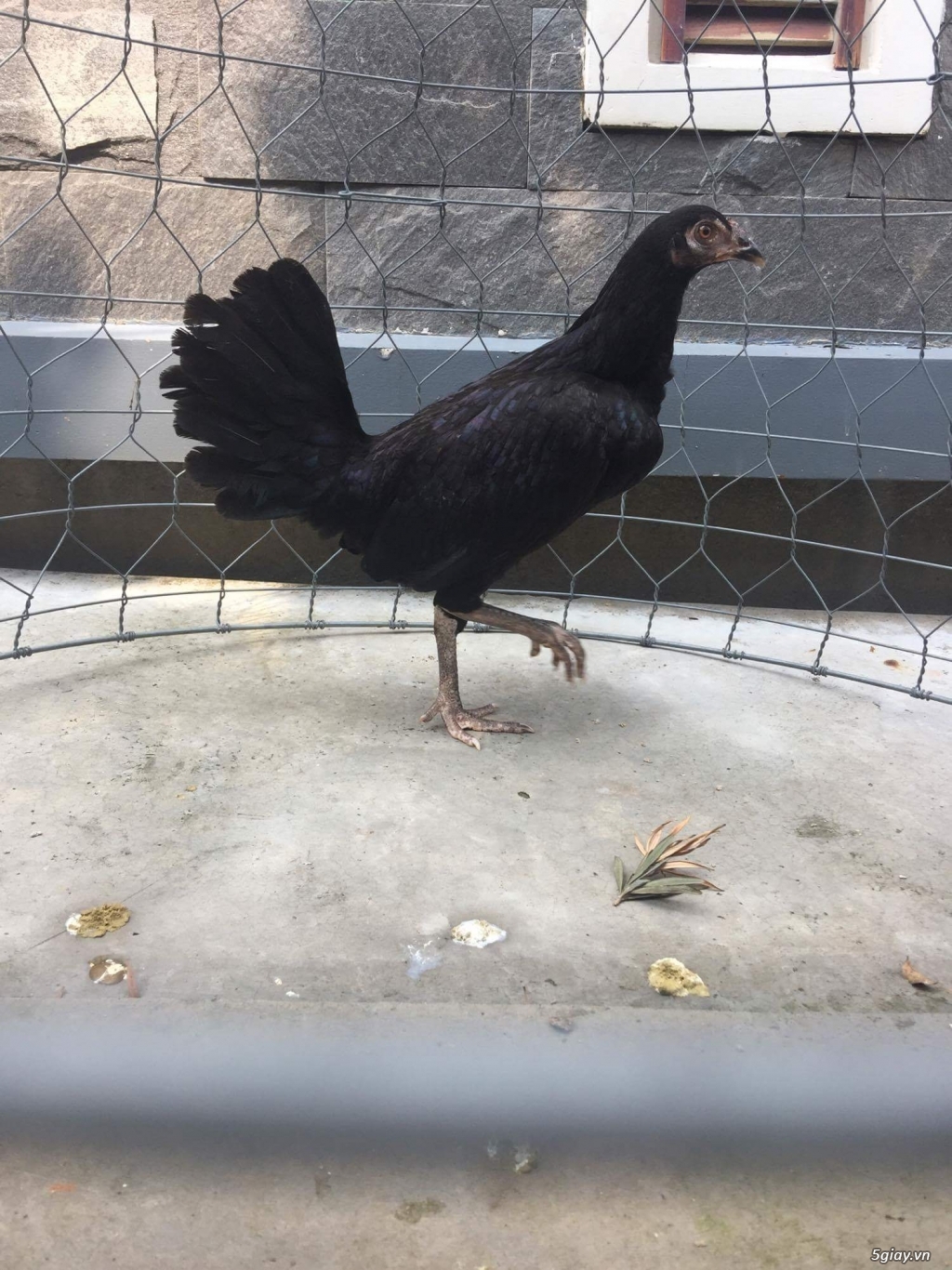 2 Mái hơn 6 tháng 50% Jap bổn Nghĩa Kê  +50% Asil bobby Phát Trần - 1