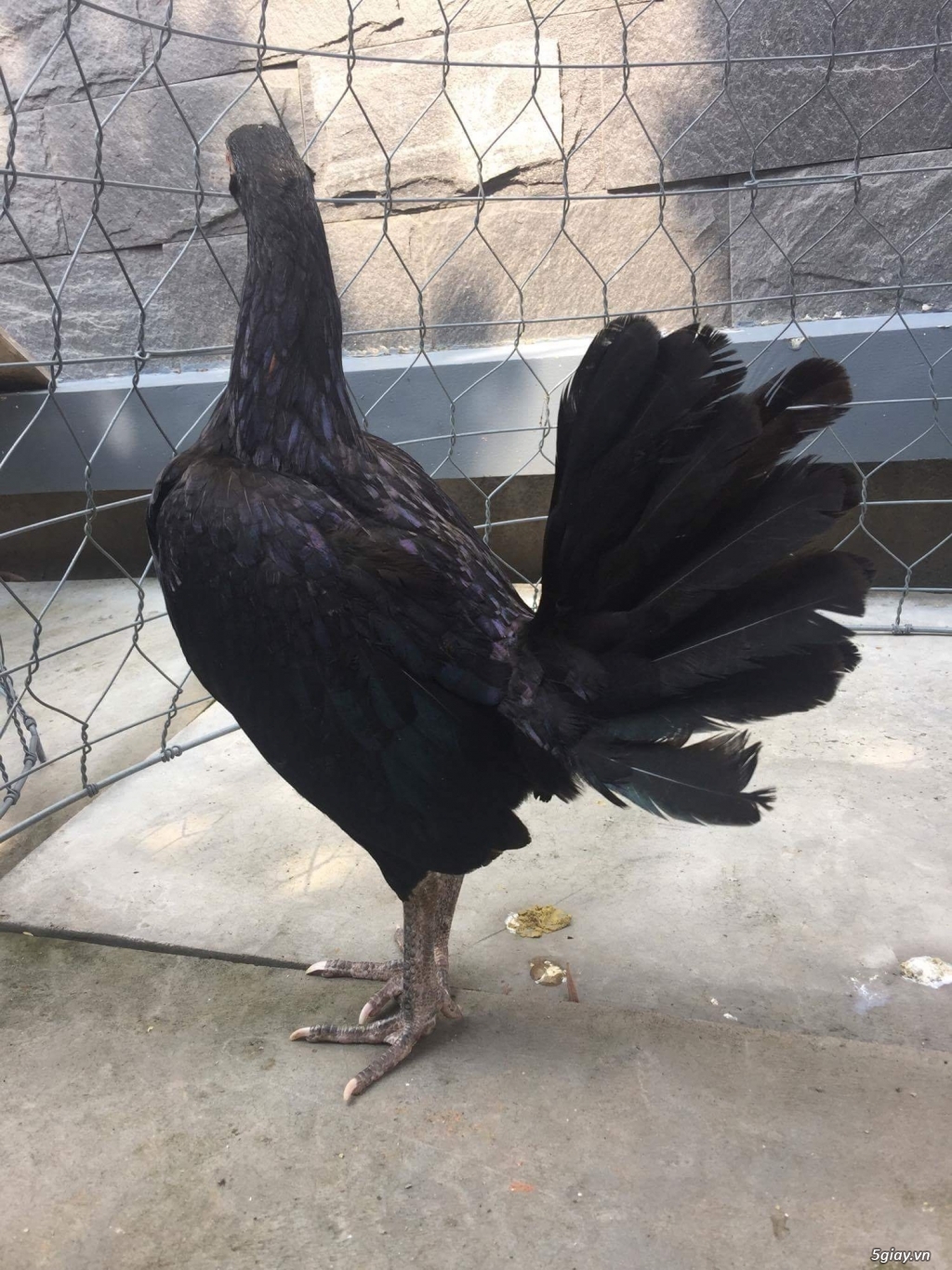 2 Mái hơn 6 tháng 50% Jap bổn Nghĩa Kê  +50% Asil bobby Phát Trần - 2