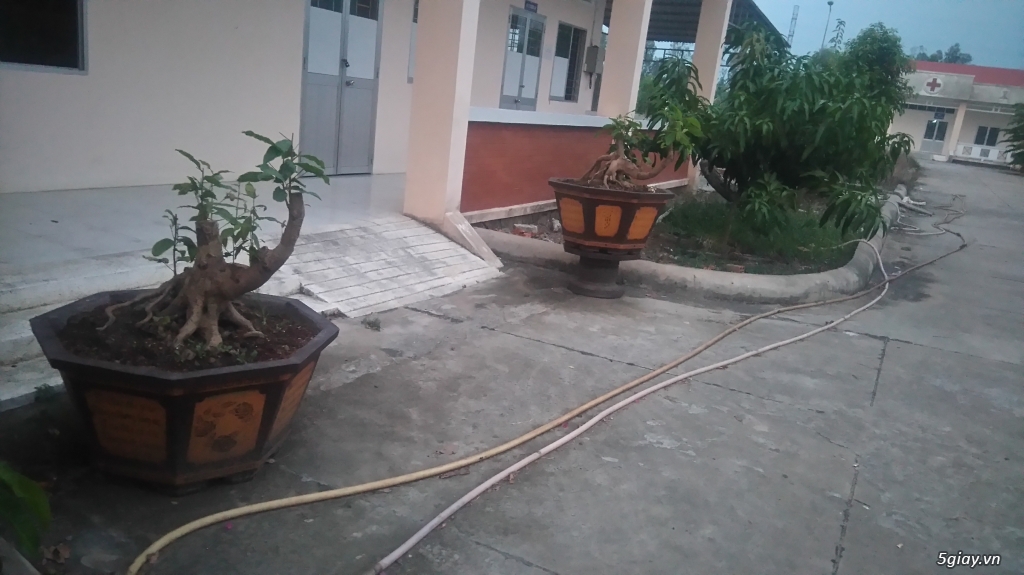 Cặp mai hình thú 01224047293 - 1