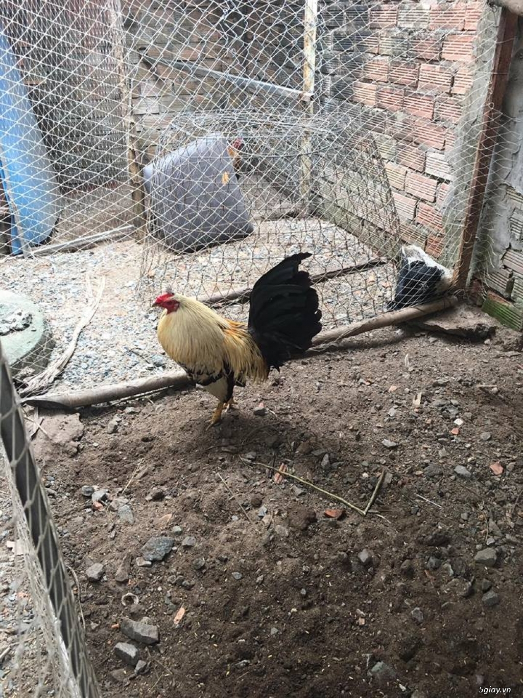 Chuyên cung cấp gà tre mỹ rặc từ 1 tháng đến trưởng thành(Bổn Dinhlap)