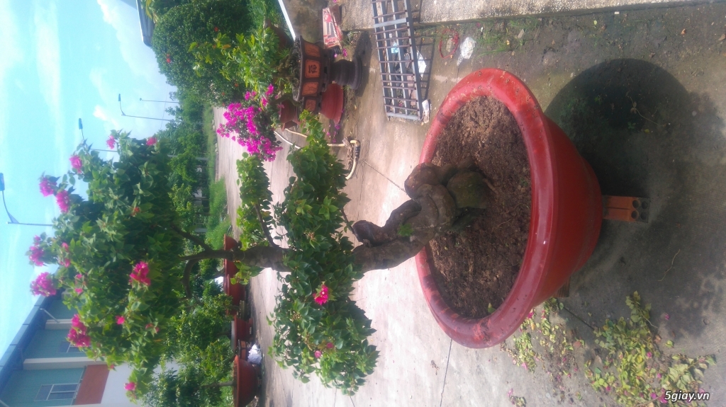 Cặp mai hình thú 01224047293