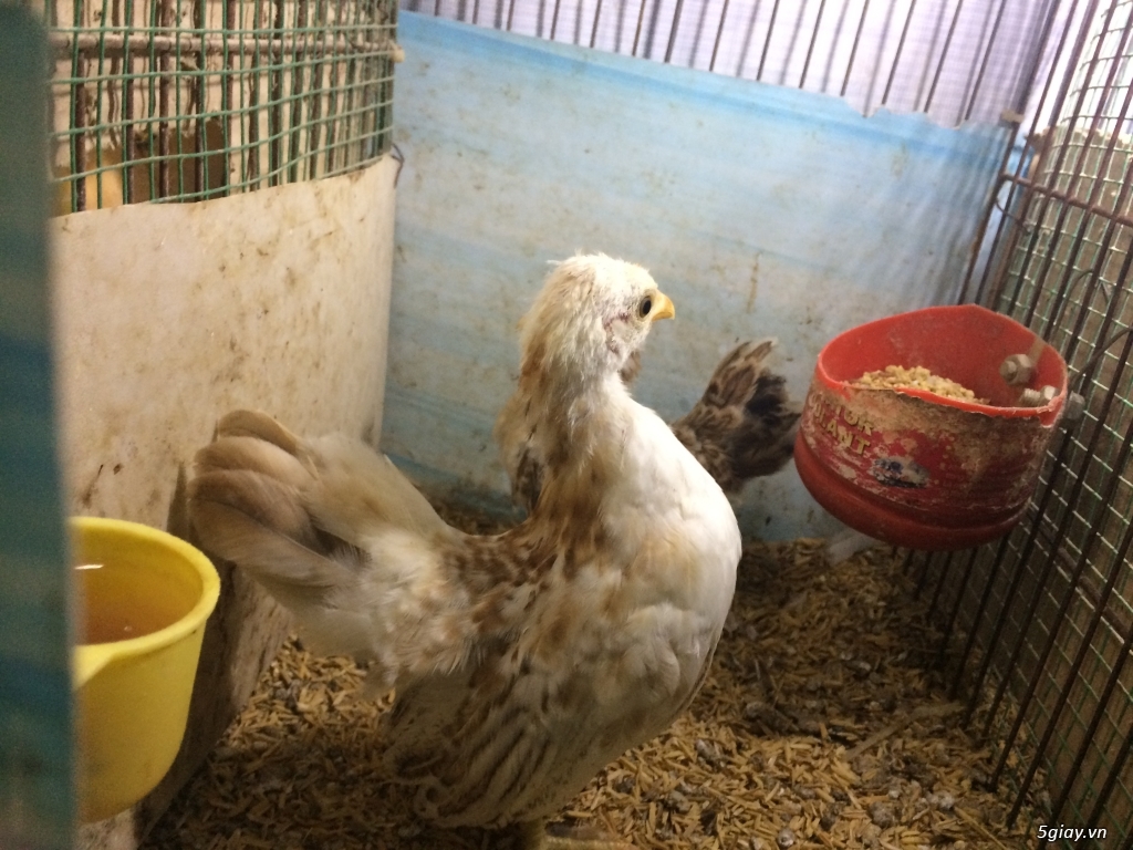 Gà kiểng Serama