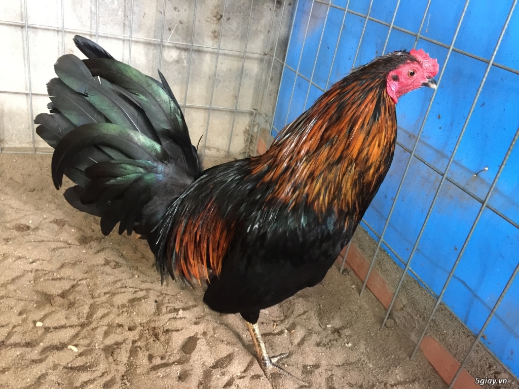 Gà tre jap mỷ đá tiền