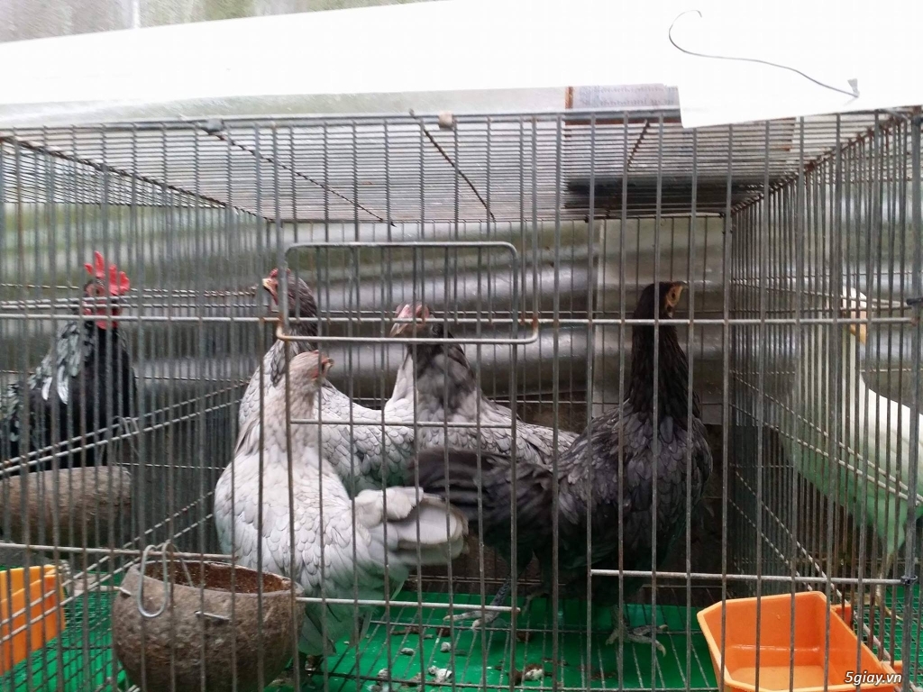 Gà tre mái tơ - 3