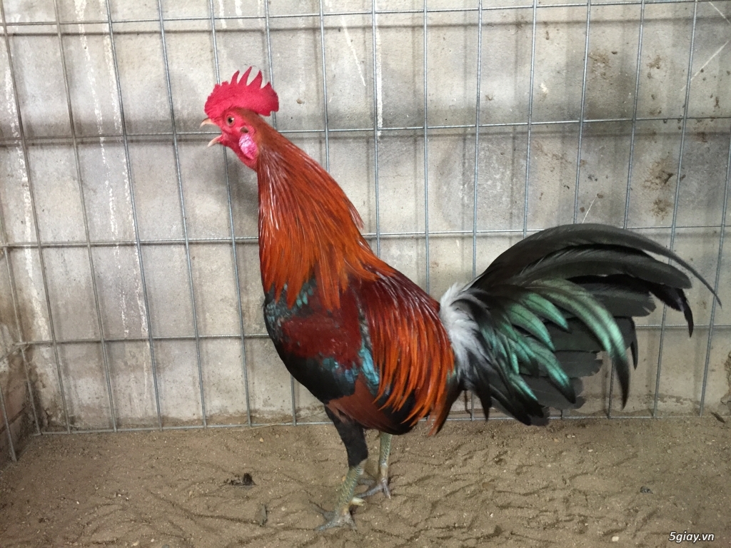 Gà tre jap mỷ đá tiền - 3