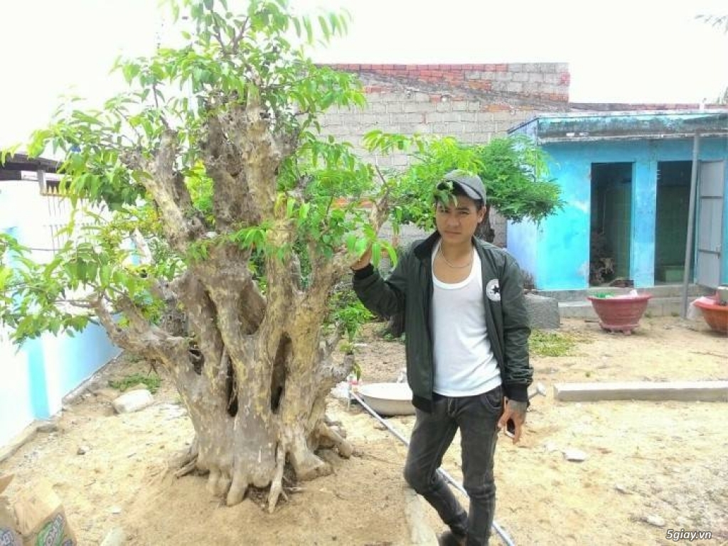 bắng lăng tím lá nhỏ khủng - 3