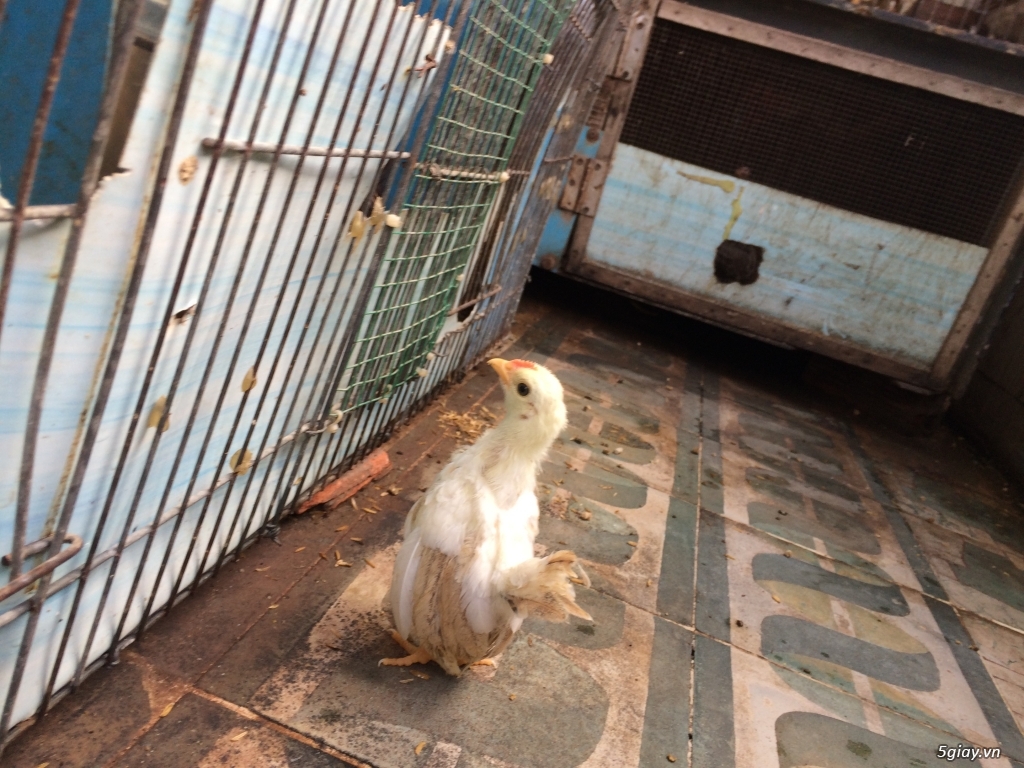 Gà kiểng Serama q8 - 4