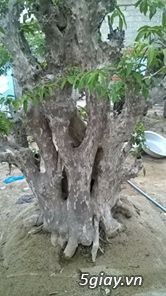 bắng lăng tím lá nhỏ khủng