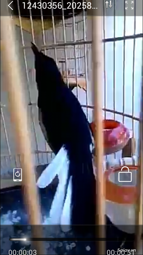 Bán con 2 con than ..đá tay hàg đẹp - 3