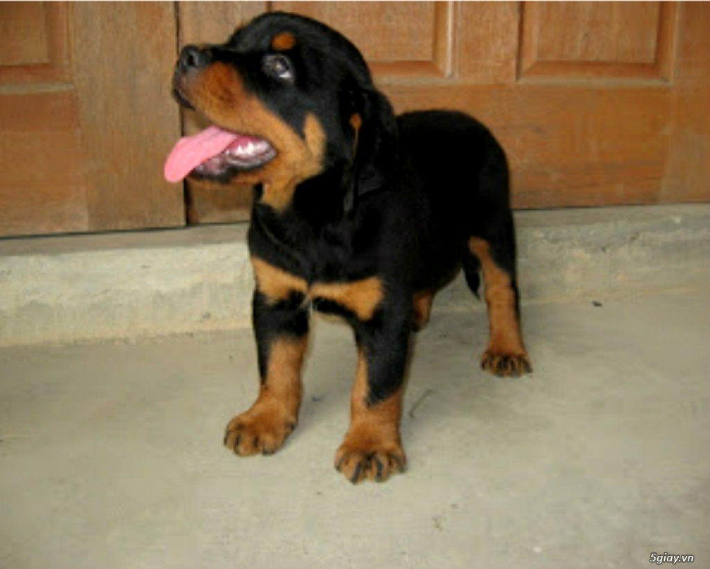 Rottweiler cái 2 tháng, đẹp