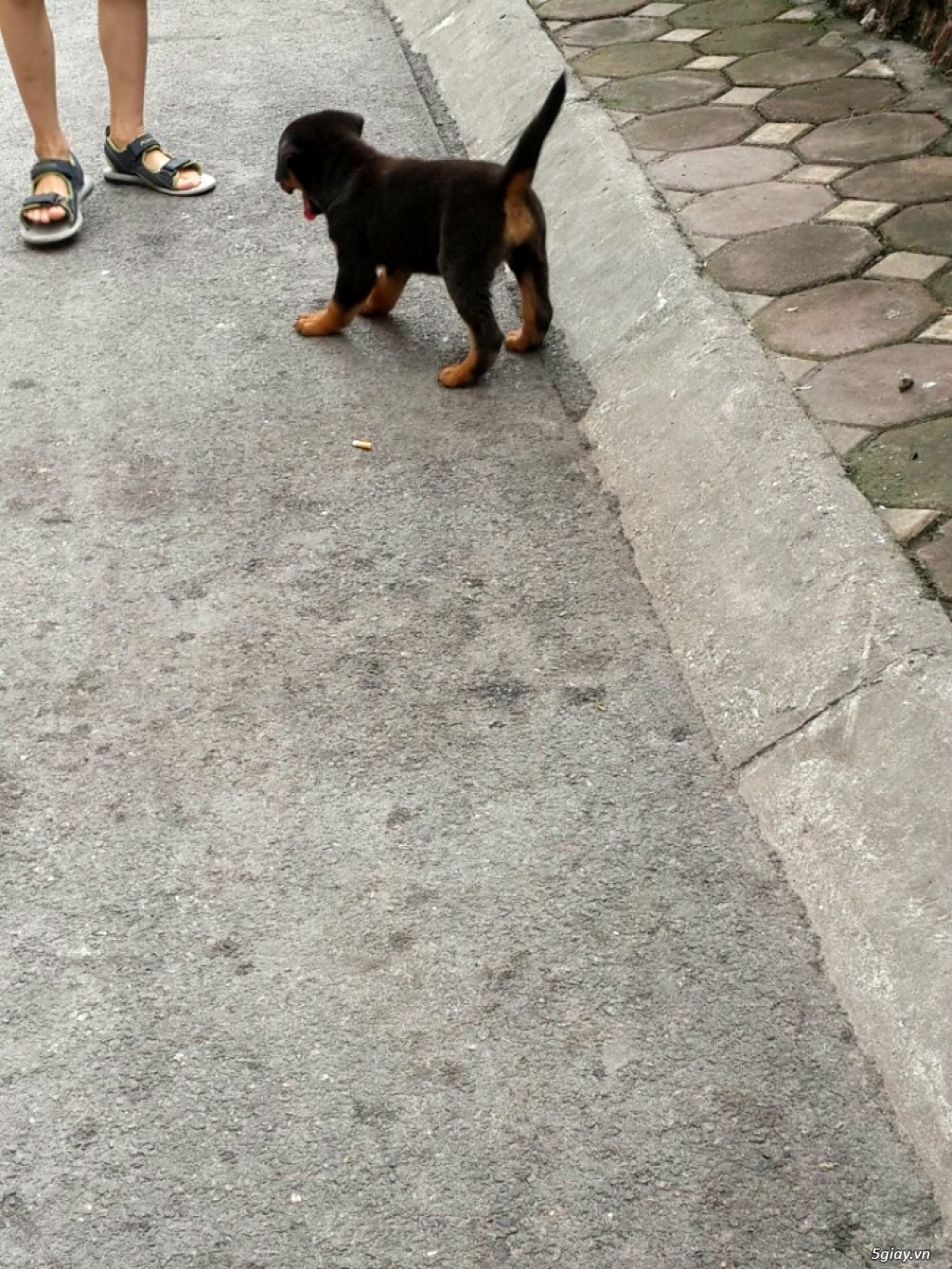 Rottweiler cái 2 tháng, đẹp - 1