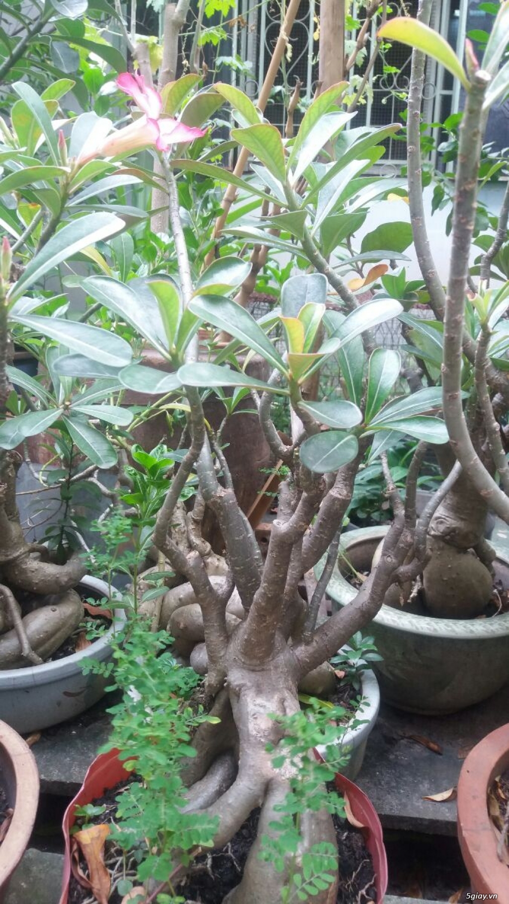 Cây Si lớn, Cây Sứ gốc to - 8
