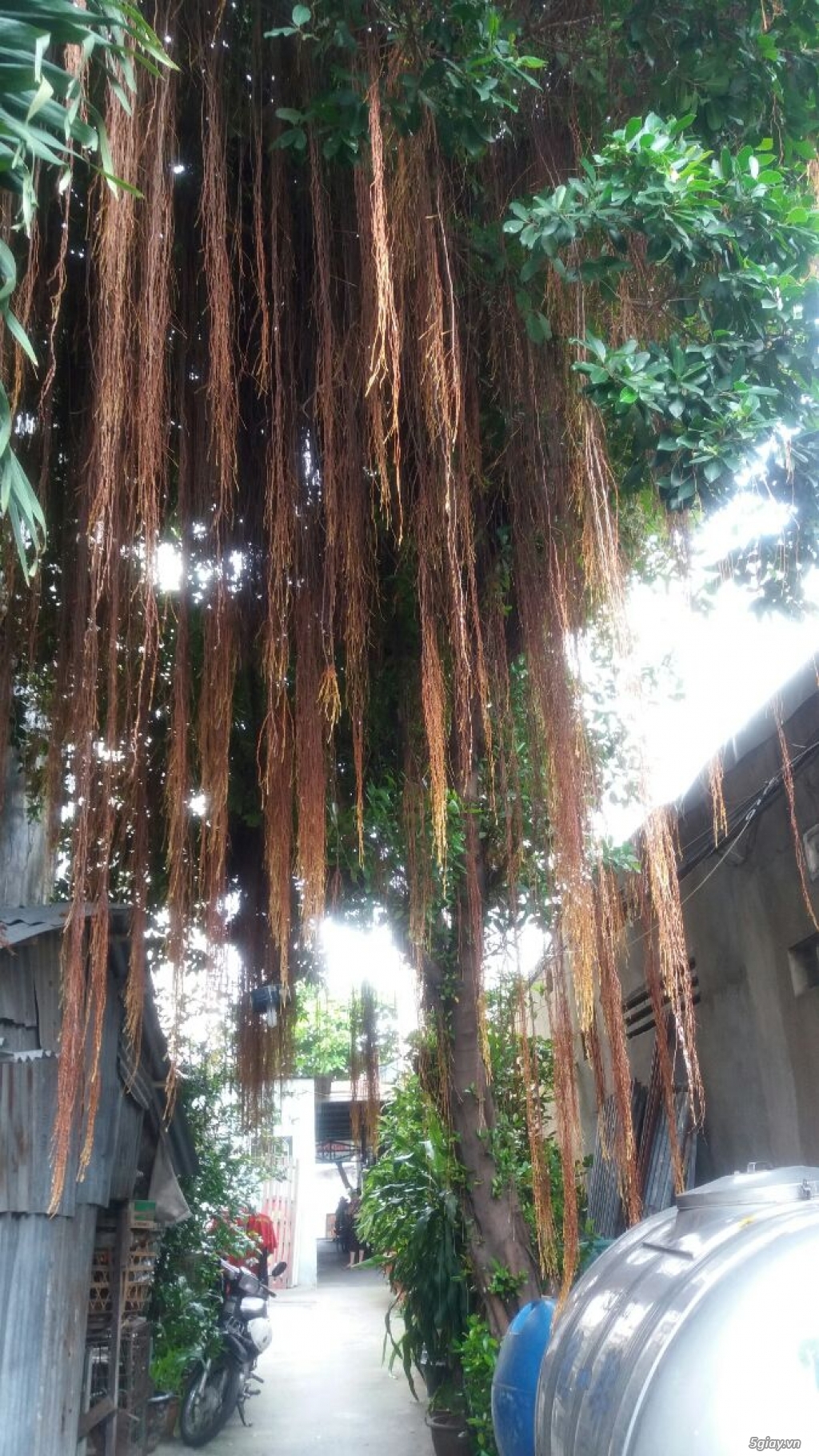 Cây Si lớn, Cây Sứ gốc to - 1