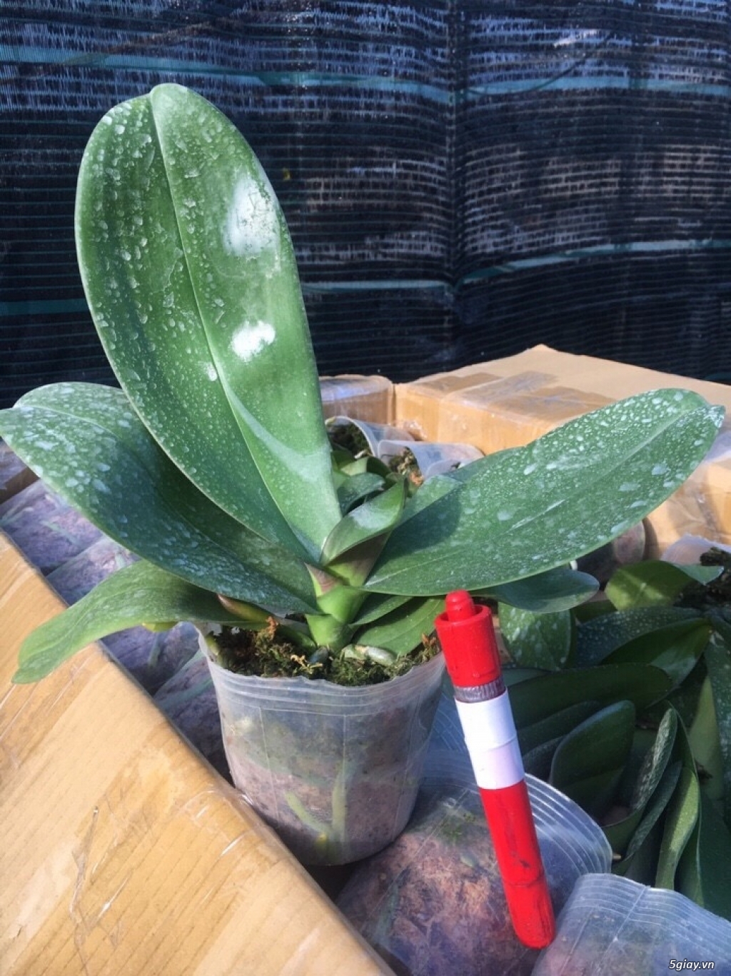 Hồ Điệp Đại và Giống - 2