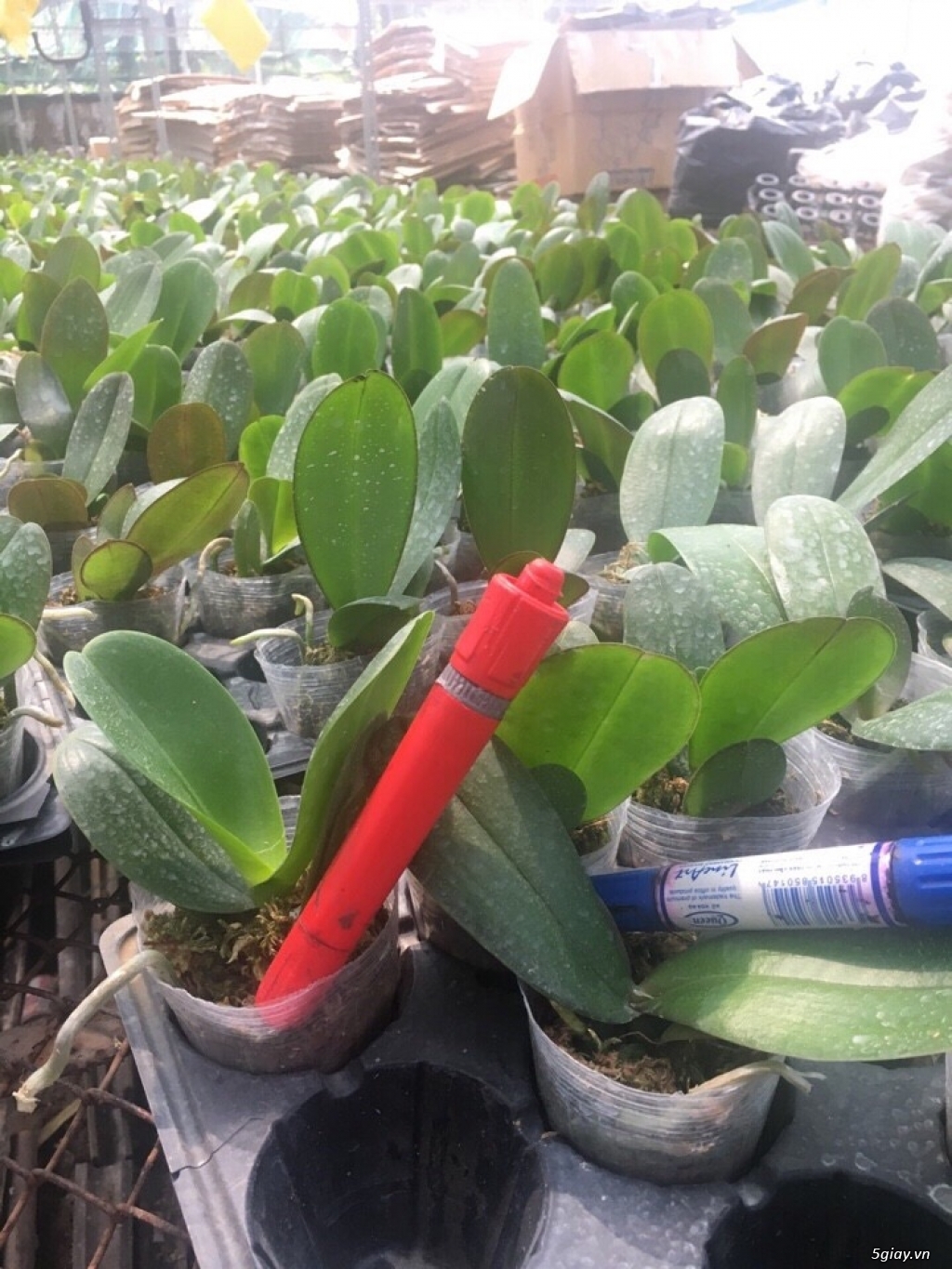 Hồ Điệp Đại và Giống