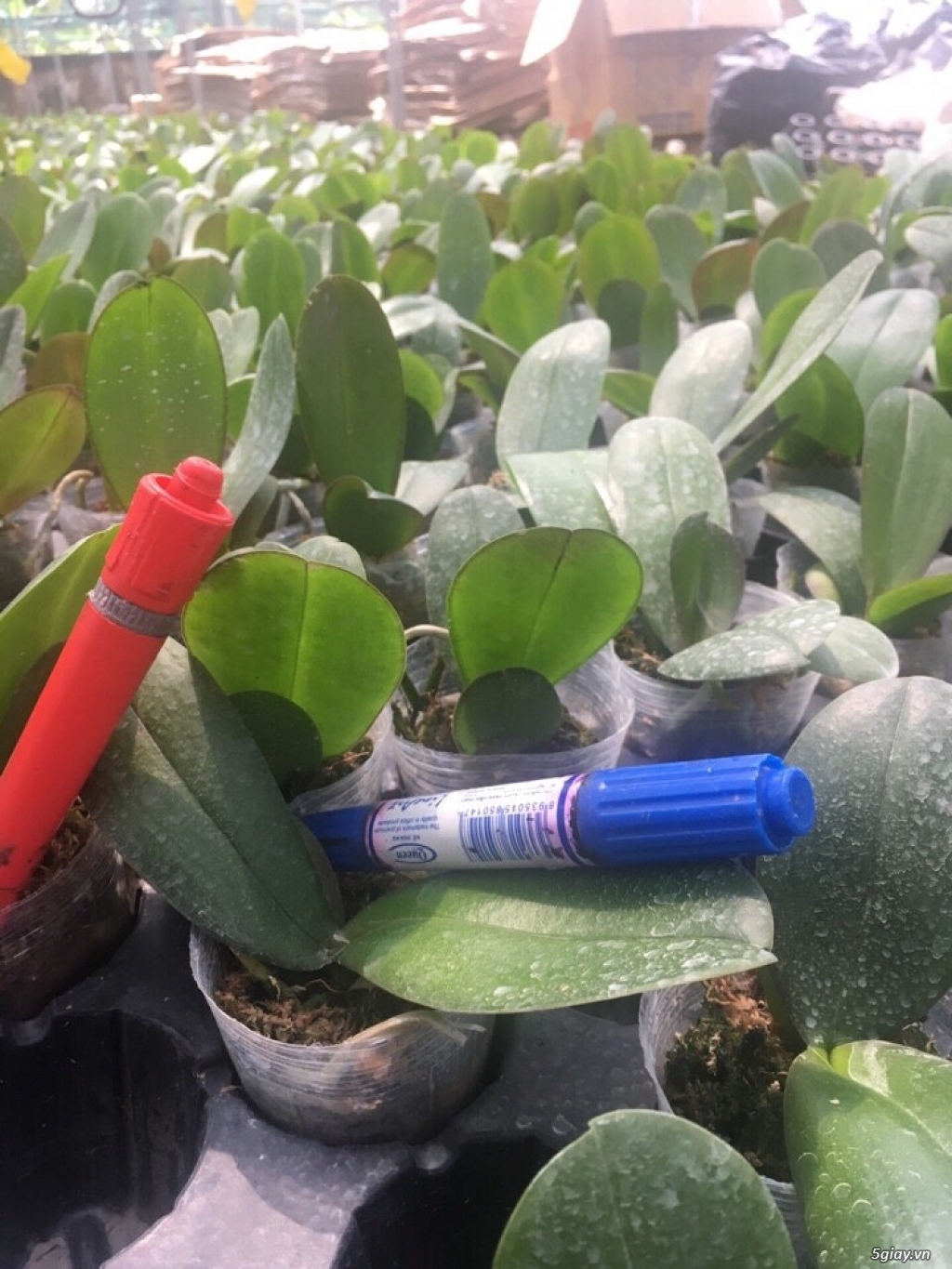 Hồ Điệp Đại và Giống - 1