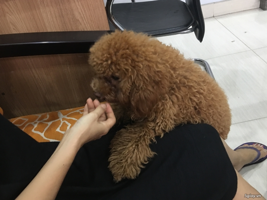 Bán con chó poodle