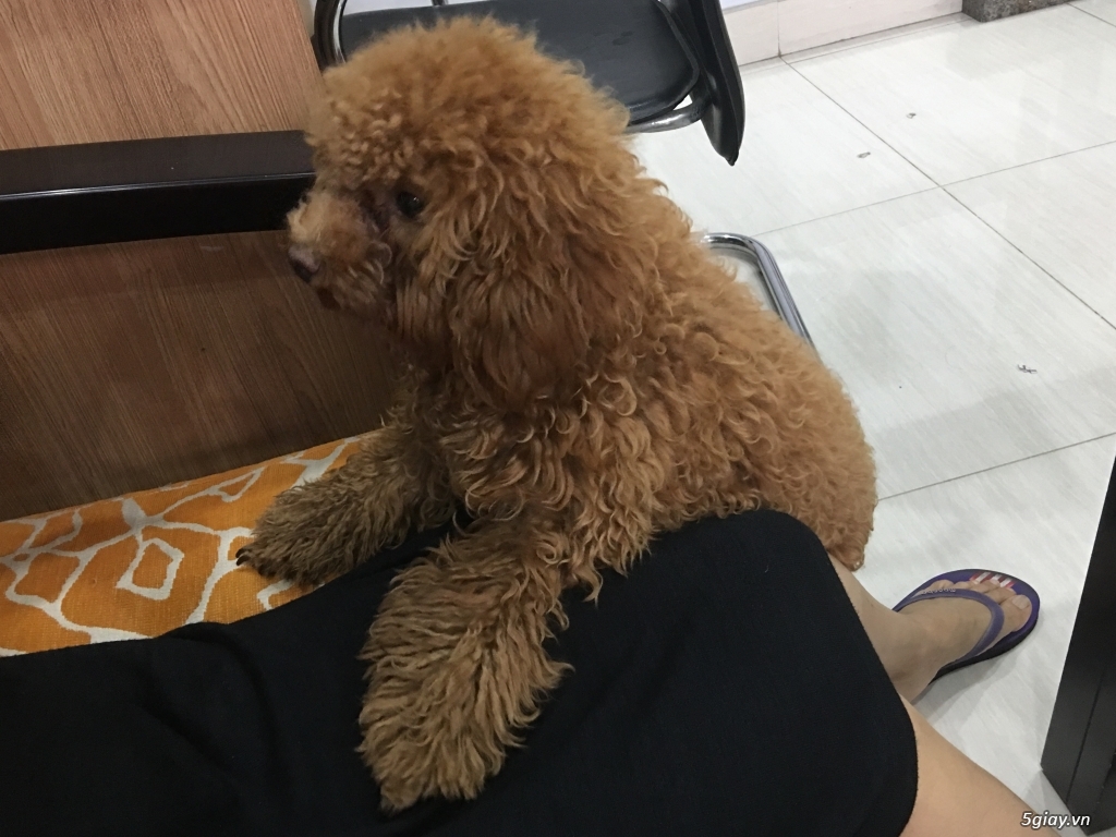 Bán con chó poodle - 2