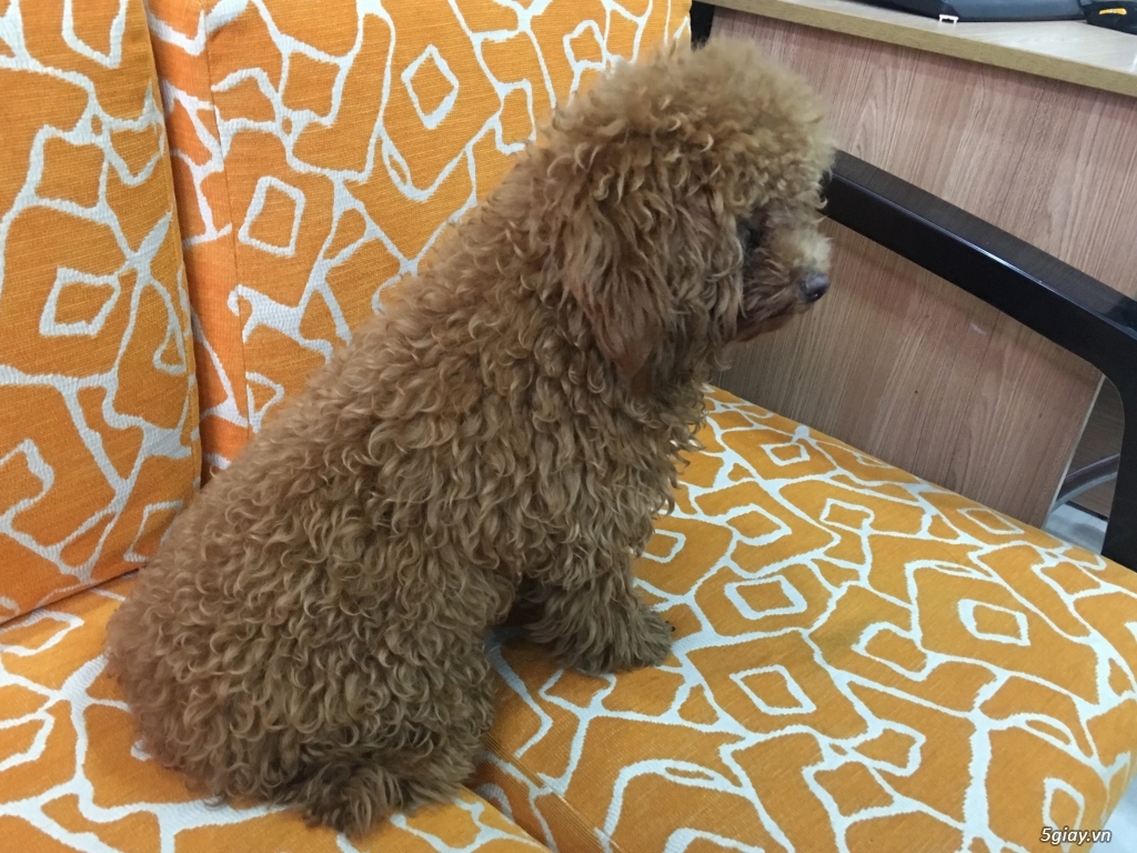 Bán con chó poodle - 1