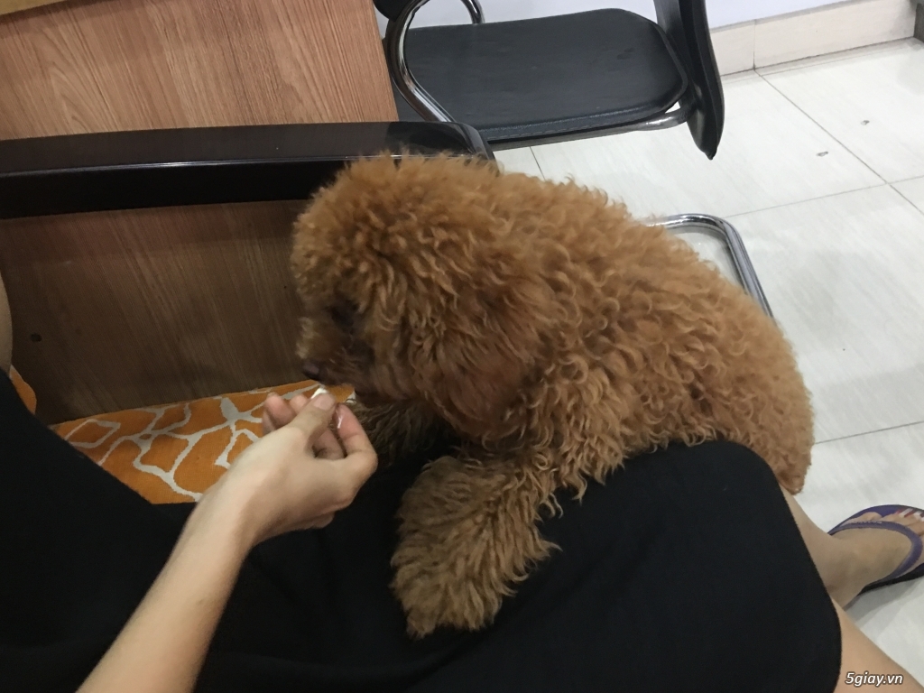 Bán con chó poodle - 4