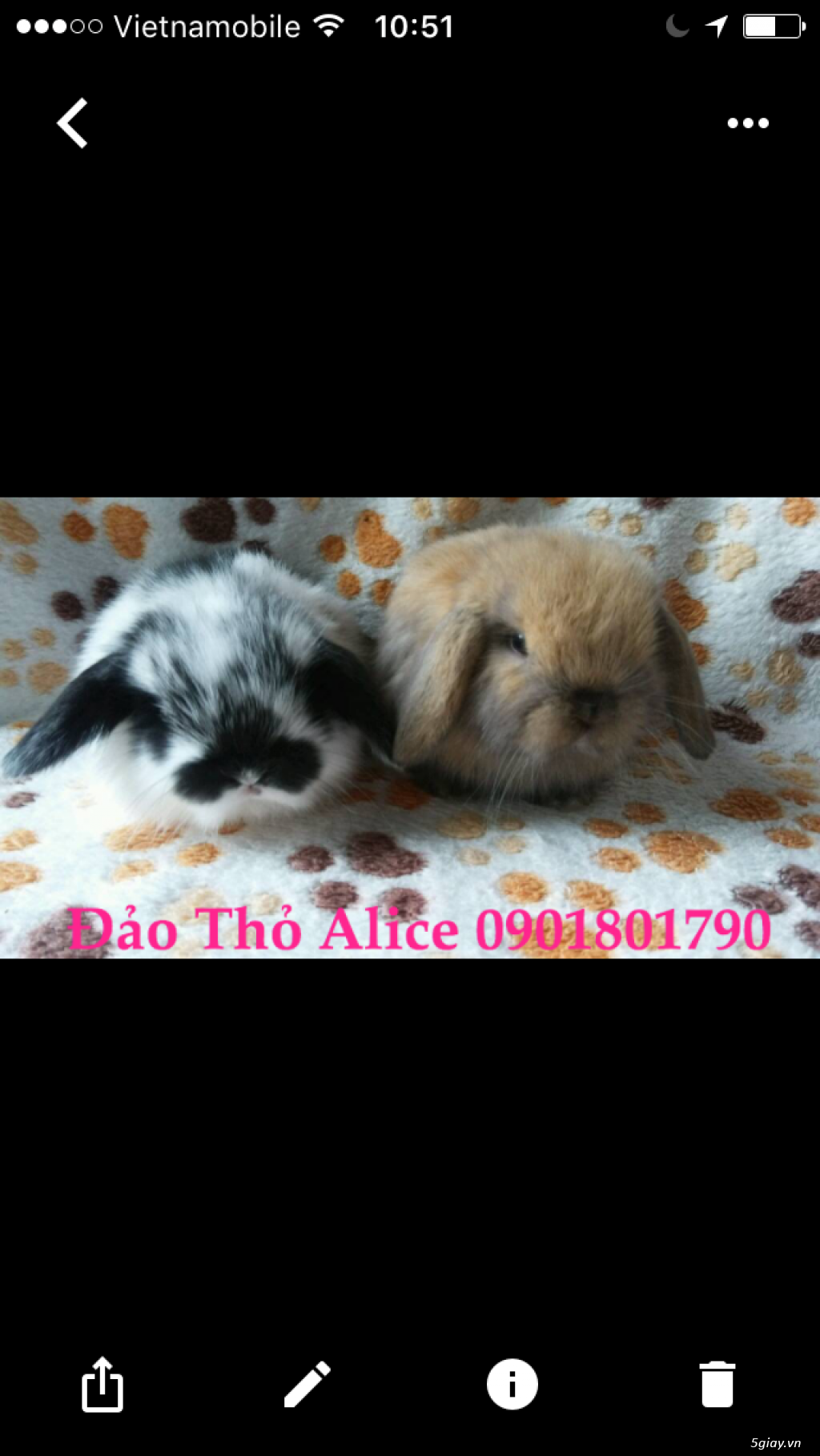 Thỏ minilop, lion head thái 800k- Đảo Thỏ Alice 0901801790