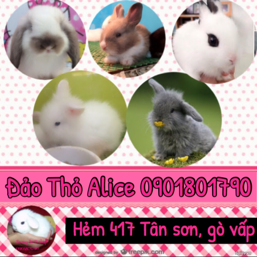 Thỏ minilop, lion head thái 800k- Đảo Thỏ Alice 0901801790