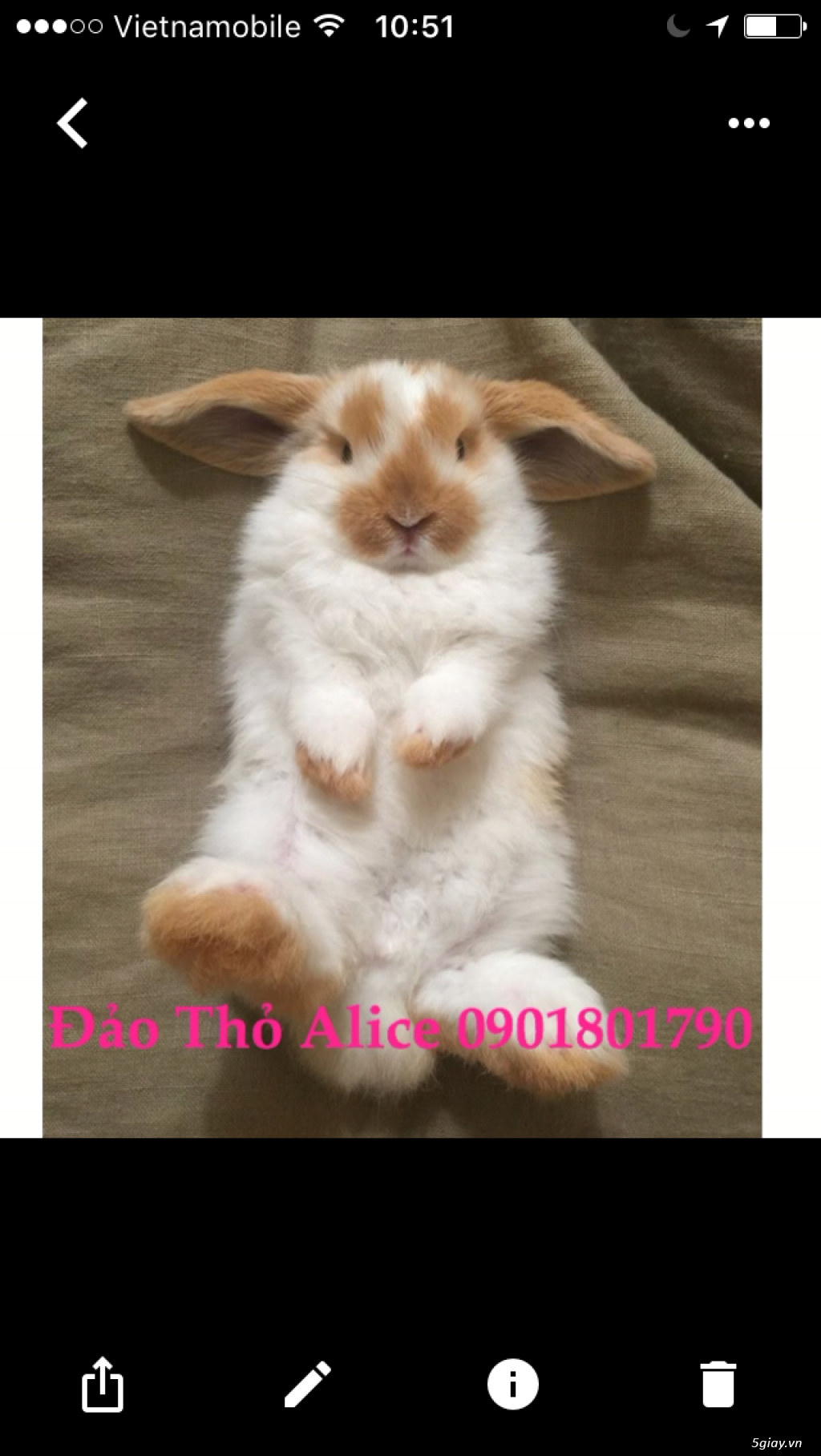 Thỏ minilop, lion head thái 800k- Đảo Thỏ Alice 0901801790 - 2