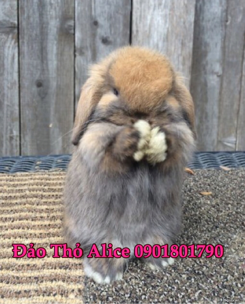 Thỏ minilop, lion head thái 800k- Đảo Thỏ Alice 0901801790 - 4
