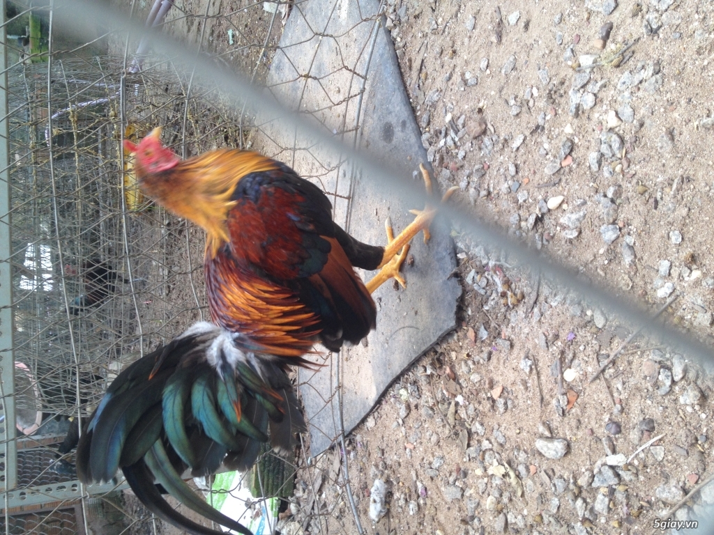 Trống tre Mỹ Asil tơ - 2