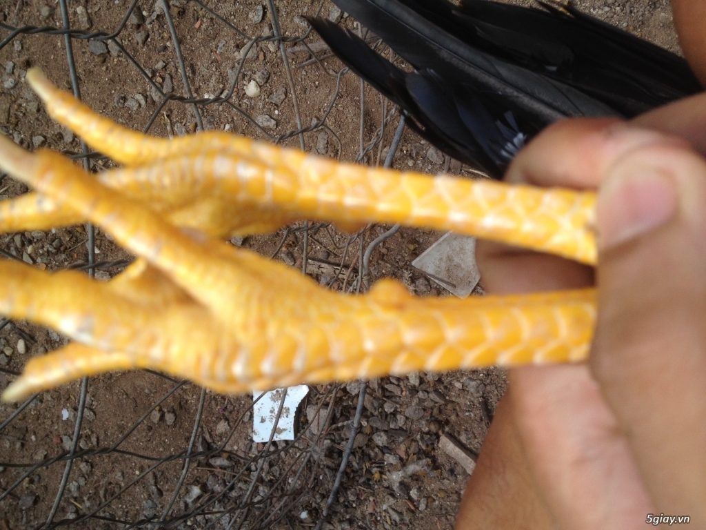 Trống tre Mỹ Asil tơ