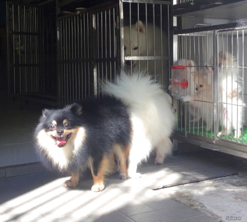 Phối giống poodle , phốc sóc , samoyed - 5