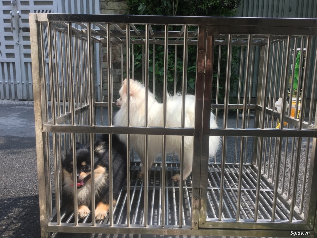 Phối giống poodle , phốc sóc , samoyed - 6