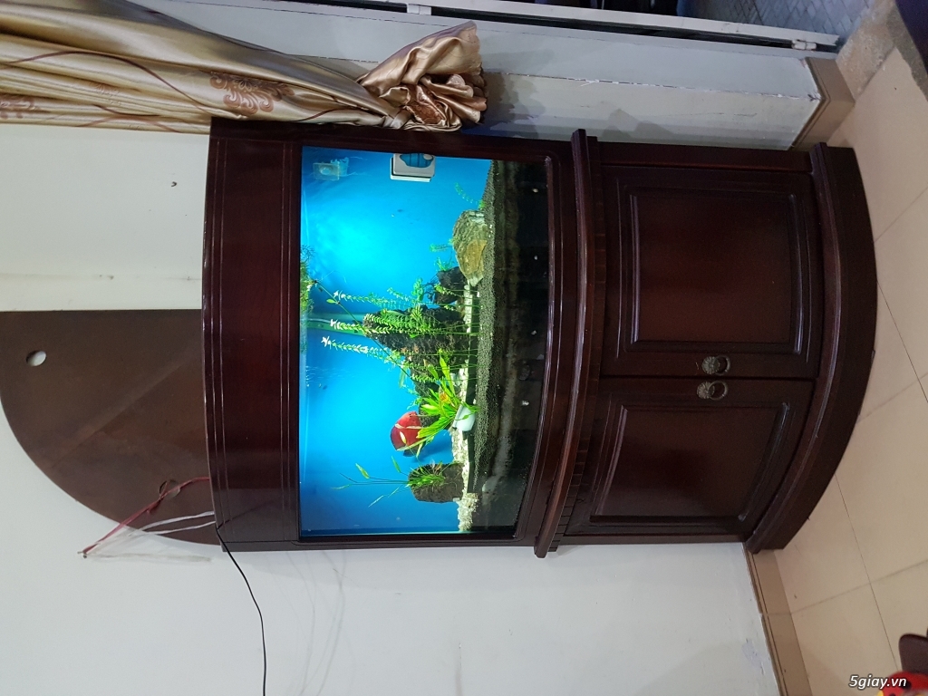 Thanh lý hồ cá thuỷ sinh siêu rẻ - 3