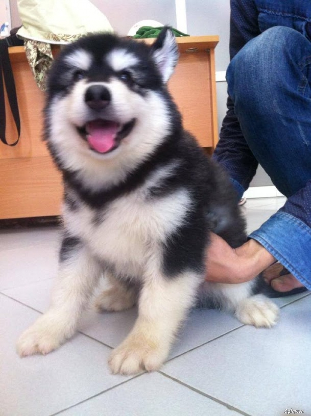 Chó Alaska lai - 2