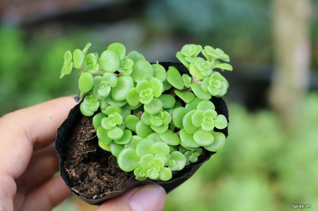 Sen Đá Củ Chi - 11