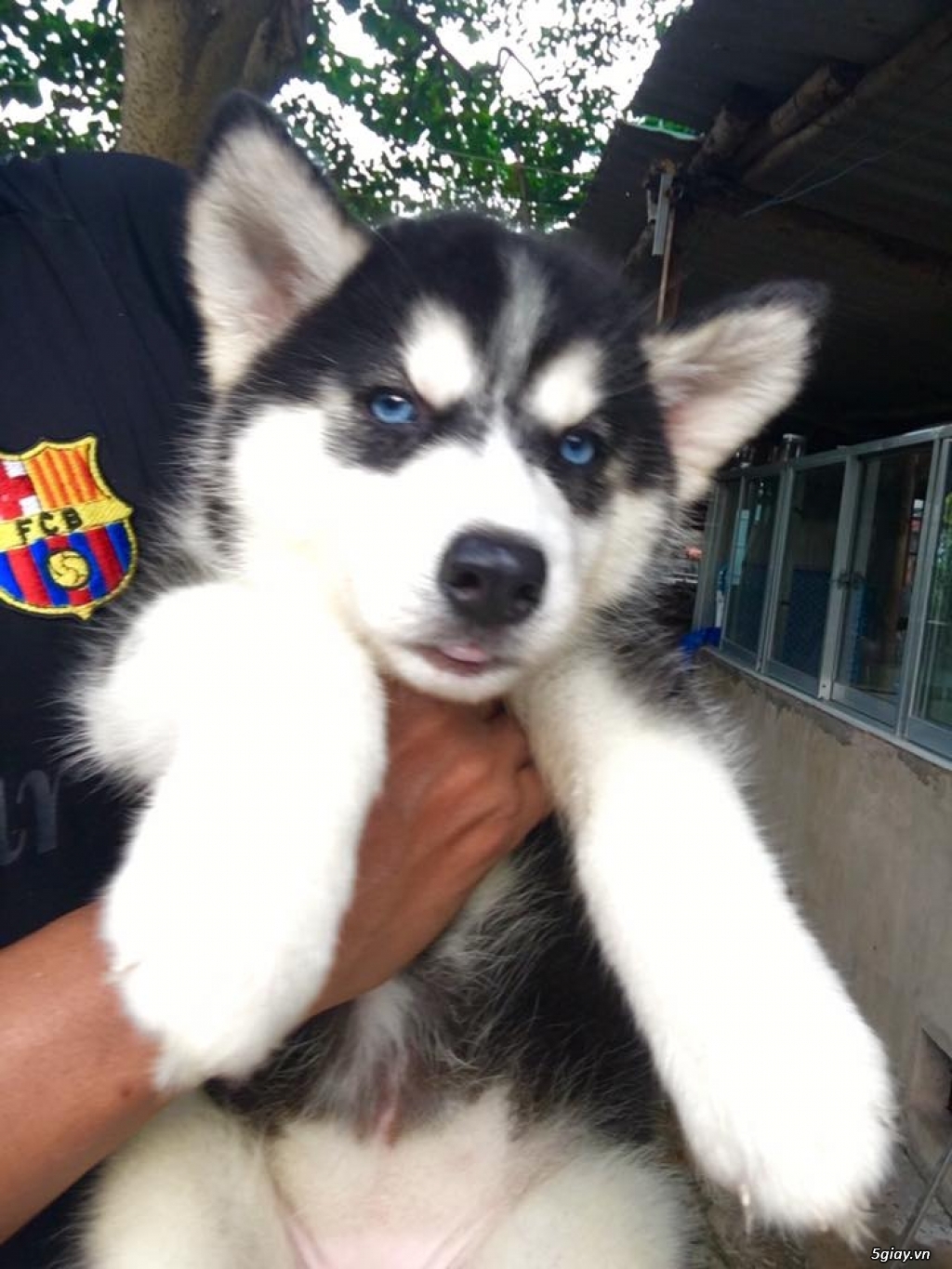 Chó Alaska lai - 3