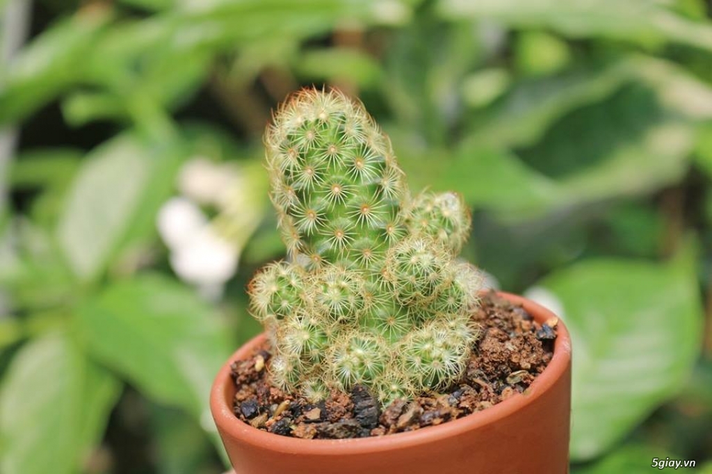 Sen Đá Củ Chi - 8