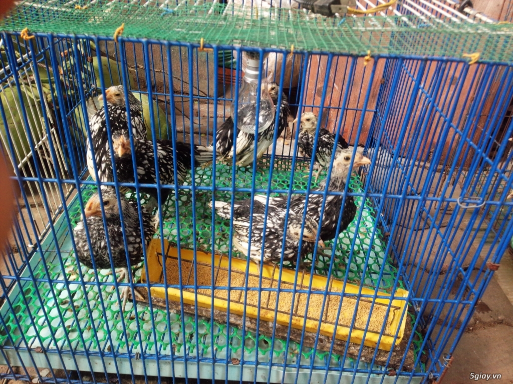 [HCM] Bán gà vẫy cá con 1 tháng - 2.5 tháng tuổi - 1