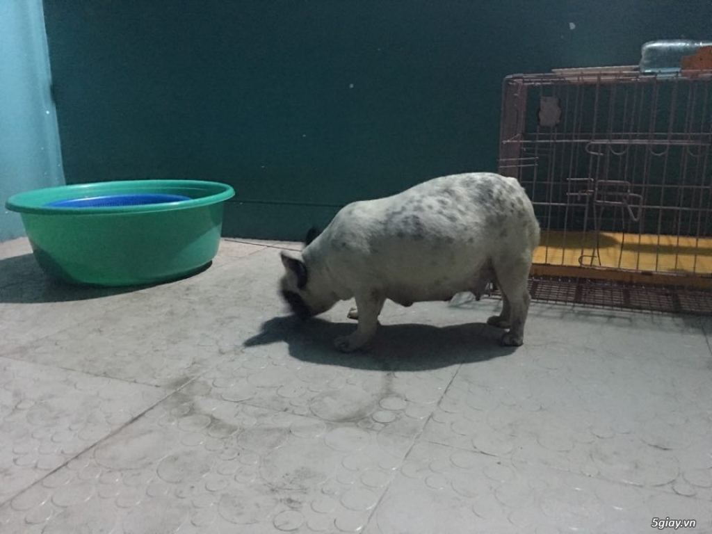 Bán Bull Pháp Bầu 55 ngày - 1