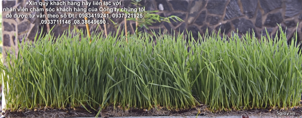 Phân phối Hạt giống lúa mạch Hữu cơ ,nước ép cỏ lúa mạch.  ORGANIC  - 6